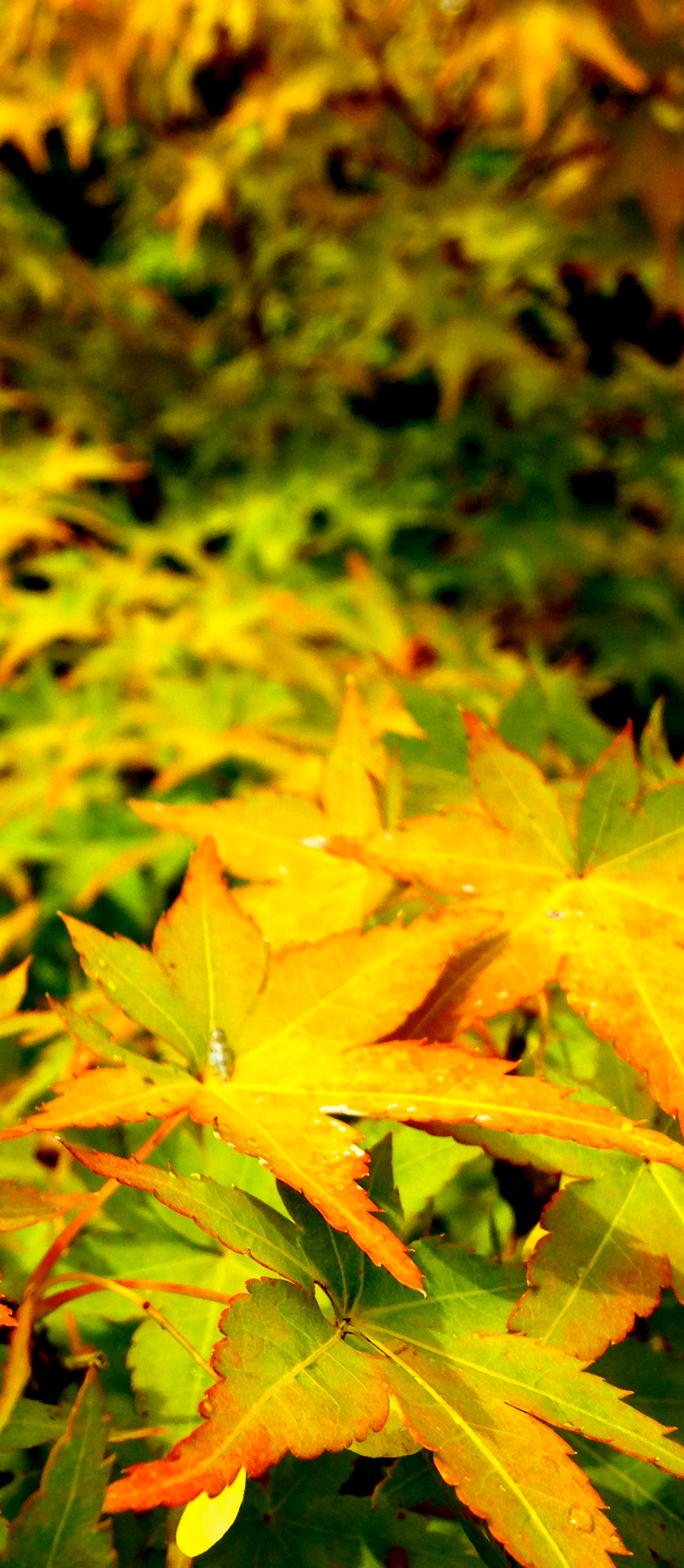Fall Leaves in Japan